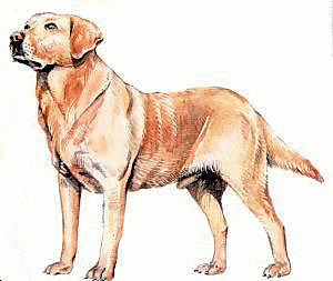 Free Dog Breeds L Clipart