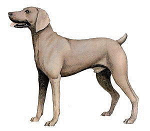 Free Dog Breeds W Clipart