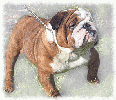 Free Dog Breeds B Clipart