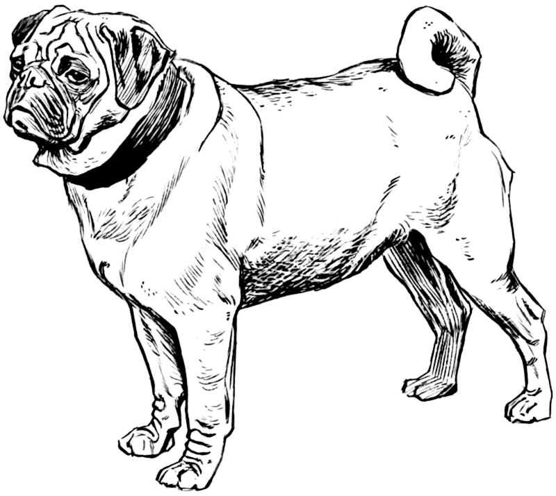 Free Dog Coloring Page Clipart