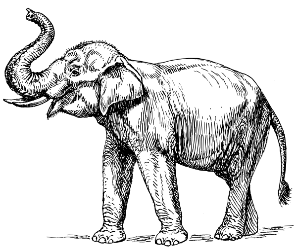 Free Small Eared Elephant Clipart