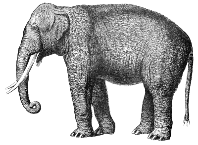 Free Elephant Tusk Clipart