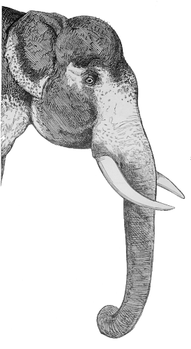 Free Small Eared Elephant Clipart