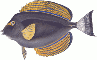 Free Aquarium Fish Clipart