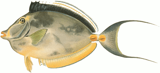 Free Acanthurus Clipart