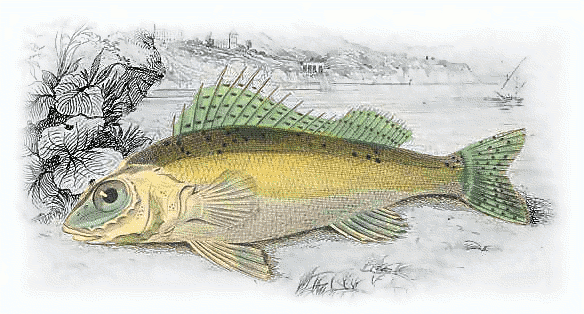 Free Green Fish Clipart