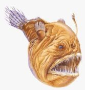 Free Angler Fish Clipart