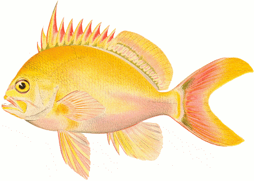 Free Yellow Fish Clipart