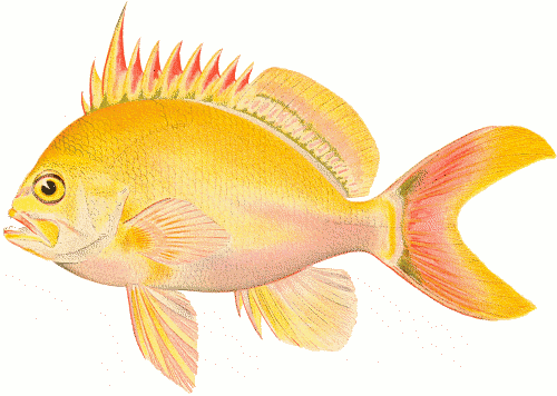 Free Aquarium Fish Clipart