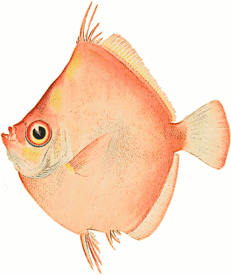 Free Pink Fish Clipart