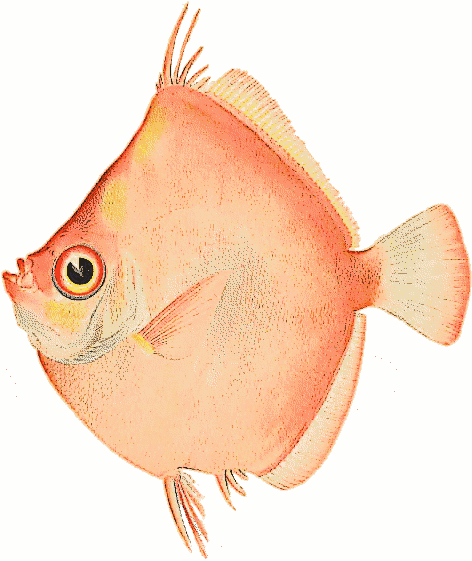 Free Antigonia Steindachneri Clipart