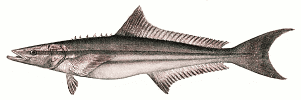 Free Cobia Clipart