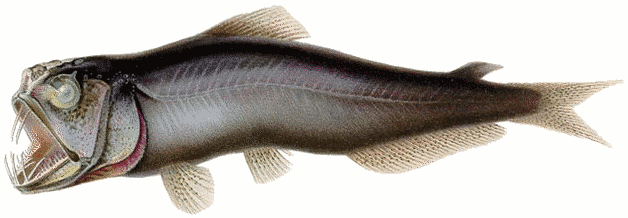 Free Black and White Fish Clipart