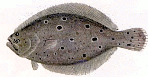 Free Flounder Clipart