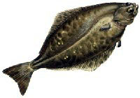 Free Halibut Clipart