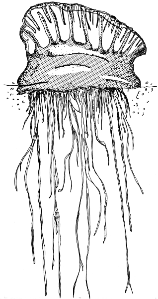 Free Black and White Jellyfish Clipart