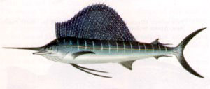 Free Sailfish Clipart