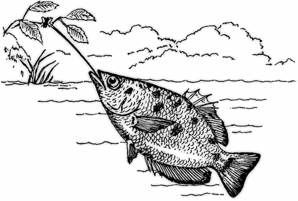 Free Fish Coloring Pages Clipart