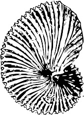 Free Black and White Seashell Clipart