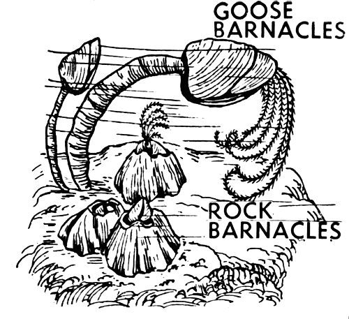 Free Barnacle Clipart