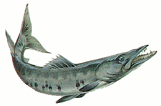 Free Barracuda Clipart