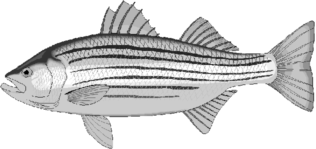 Free Striped Fish Clipart