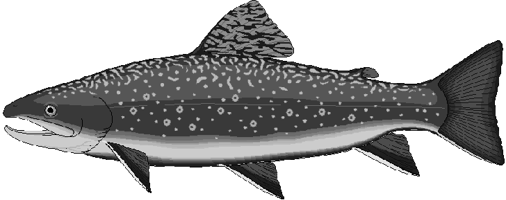 Free Black and White Fish Clipart