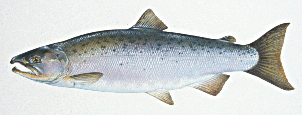 Free Coho Salmon Clipart