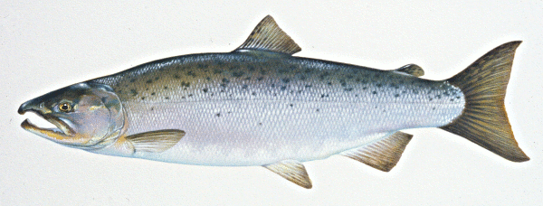 Free Salmon Clipart