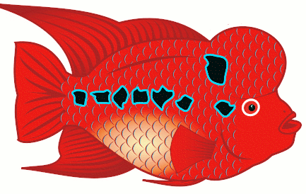 Free Flowerhorn Fish Clipart
