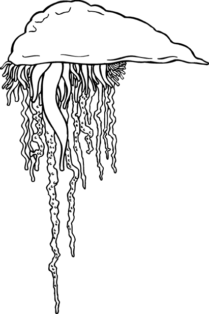 Free Black and White Jellyfish Clipart