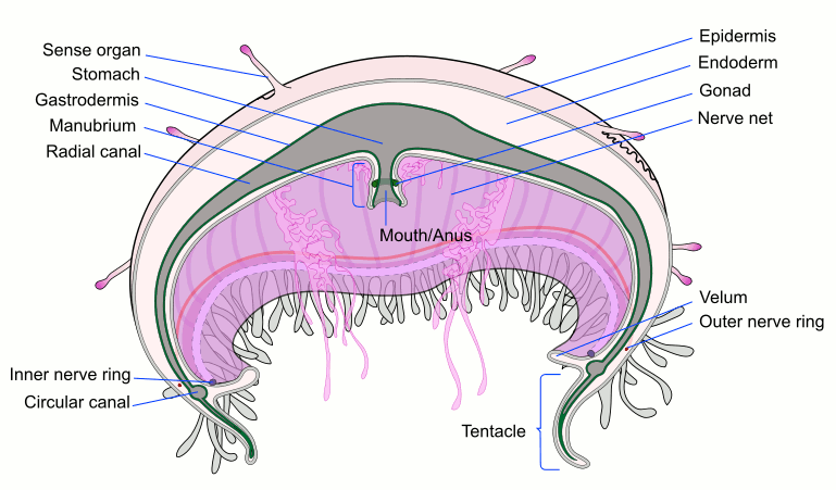 Free Jellyfish Anatomy Clipart