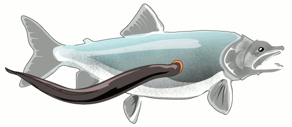 Free Eel Clipart