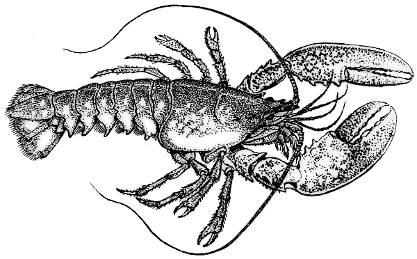 Free Lobster Clipart