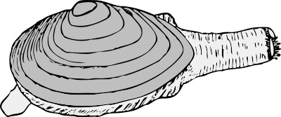 Free Seashell Clipart