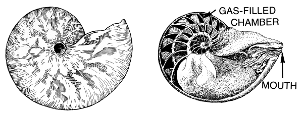 Free Seashell Clipart