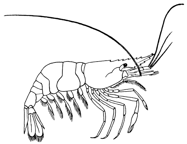 Free Black and White Shrimp Clipart