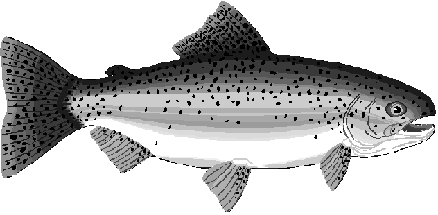 Free Trout Clipart