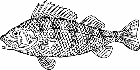 Free Black and White Fish Clipart