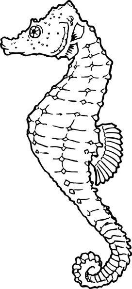 Free Seahorse Clipart