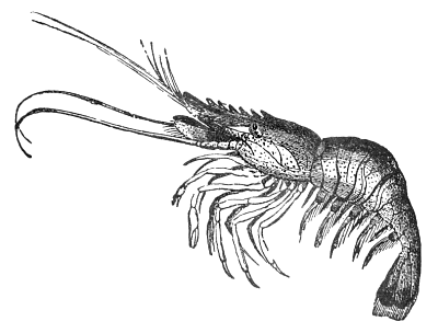 Free Black and White Shrimp Clipart