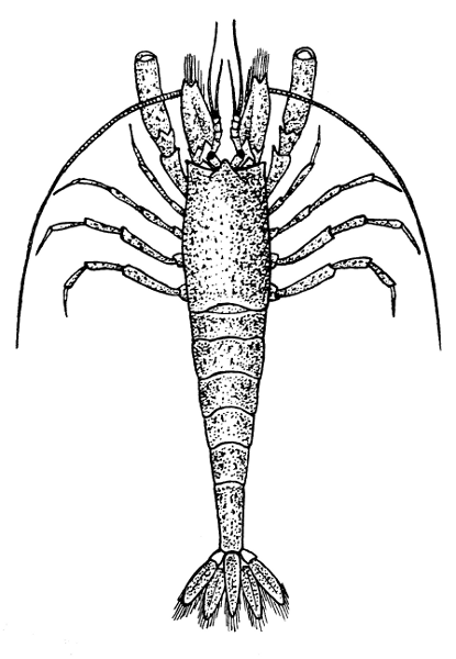 Free Black and White Shrimp Clipart