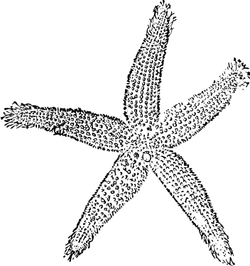 Free Black and White Starfish Clipart