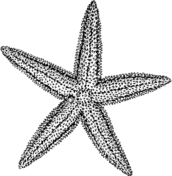 Free Starfish Clipart