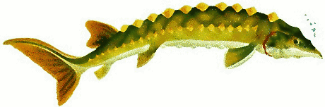 Free Green Fish Clipart