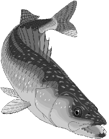 Free Fish Clipart