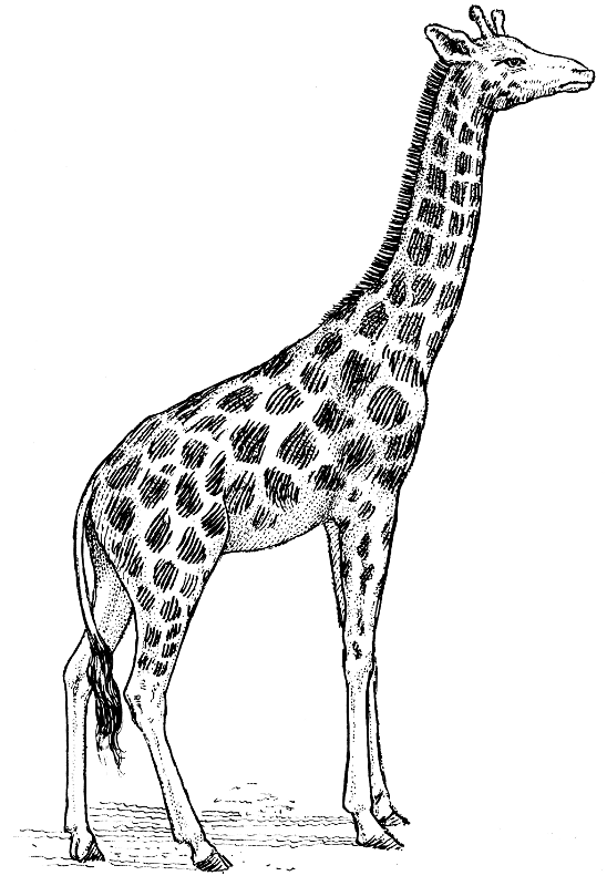 Free Giraffe Clipart