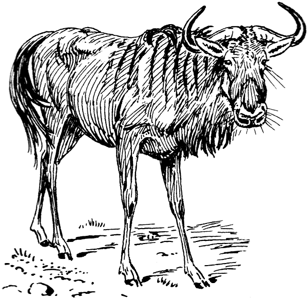 Free Gnu Clipart