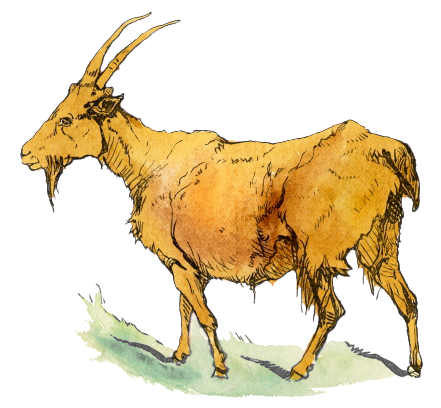 Free Bearded Goat Clipart