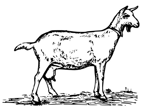 Free Young Goat Clipart